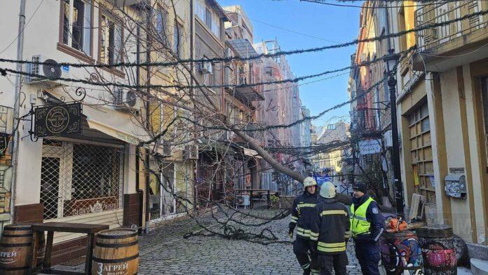 Паднало дърво в центра на Пловдив
