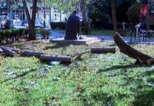 Вятърът събори дърво до една от асеновградските гимназии