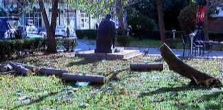 Вятърът събори дърво до една от асеновградските гимназии