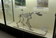 „По следите на кучето в древна Тракия“