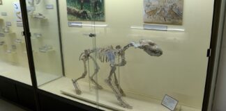 „По следите на кучето в древна Тракия“