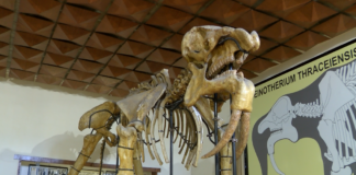 За първи път организират палеоарт работилница на тема – „Да нарисуваме велоцираптор“