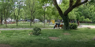 Извърши се пръскане против кръвосмучещи по парковете в Асеновград