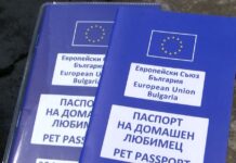 290 са регистрираните в срок домашни кучета в Асеновград