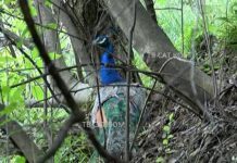 Паун се засели под Асеновата крепост, стана местна атракция