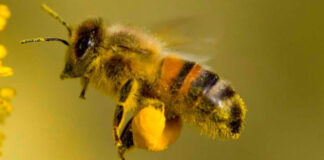 Днес се почита Свети Харалампий-покровителят на пчеларите