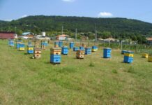 Кафява мечка нанесе щети върху пчелини в района на с. Врата