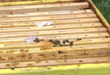 На деня на Св. Харалампий да отдадем почит към пчелите и пчеларите