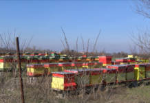 Предстои втори прием по интервенция в сектор „Пчеларство“