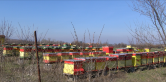 Предстои втори прием по интервенция в сектор „Пчеларство“