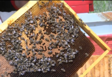 Кредити за пчеларите ще отпуска ДФ „Земеделие“