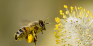 Над 1700 пчелари заявиха участие по Национална програма по пчеларство за 2018 година