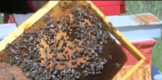 Кредити за пчеларите ще отпуска ДФ „Земеделие“