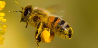 Пчеларите получиха над 2, 398 млн. лева