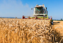 Отчитат близо 9% по-високи добиви от пшеница тази година