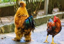 Петльовден е, празник на мъжката рожба