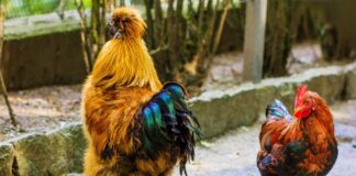 Петльовден е, празник на мъжката рожба