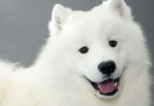 До 31-ви март трябва да бъде заплатена годишната такса за притежание на домашно куче