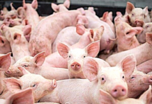 Ограниченията във връзка с класическата чума по свинете отпаднаха