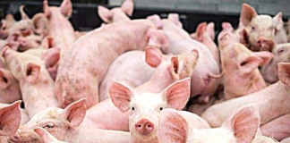 Ограниченията във връзка с класическата чума по свинете отпаднаха