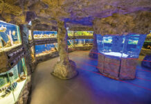 Безплатно посещение на деца до 7 г. в Природонаучния музей в Пловдив през уикенда