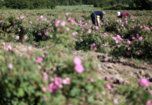 Трайно безработните задължително ще работят на полето