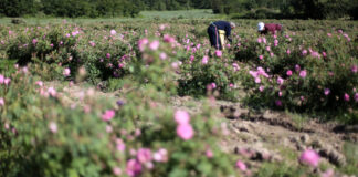 Трайно безработните задължително ще работят на полето