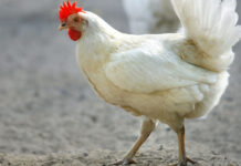 БАБХ въвежда строги мерки в Пловдивско и Пазарджишко