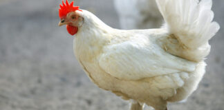 БАБХ въвежда строги мерки в Пловдивско и Пазарджишко