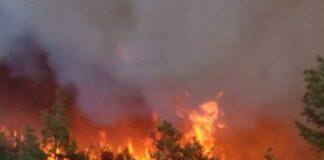 Ръководството на Министерство на земеделието, храните и горите припомня да пазим горите от пожари