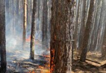 Военнослужещи от Асеновград продължават да помагат при потушаването на големия пожар край с. Югово