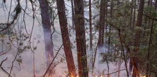 Пожарът в гората между селата Добростан и Югово е овладян, но потушаването му продължава