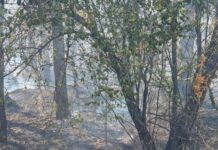 Суха растителност гори на Гребната база в Пловдив, гъст и задушлив дим е обхванал района