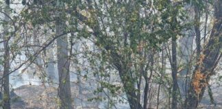 Суха растителност гори на Гребната база в Пловдив, гъст и задушлив дим е обхванал района