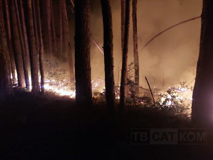 Пожар в гората
