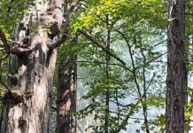 Областният управител с благодарствени писма до участвалите в потушаването на пожарите в пловдивско