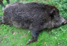 Първи случай на африканска чума по свинете в района на Асеновград