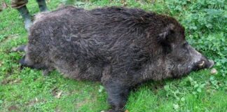 Първи случай на африканска чума по свинете в района на Асеновград