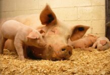 Облекчава се режимът за регистрация на личните стопанства тип „заден двор“