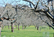 От утре земеделците могат да кандидатстват за зимните пръскания