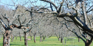 От утре земеделците могат да кандидатстват за зимните пръскания