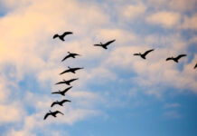 Светът отбелязва Деня на мигриращите видове птици