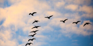 Светът отбелязва Деня на мигриращите видове птици