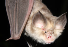 Европейска нощ на прилепите в Градската библиотека в Асеновград