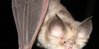 Европейска нощ на прилепите в Градската библиотека в Асеновград