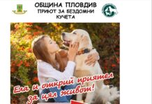 Кучета от Общинския приют в Пловдив търсят новите си стопани