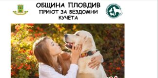 Кучета от Общинския приют в Пловдив търсят новите си стопани