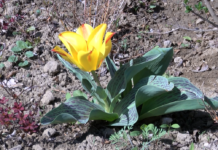 Честита Първа пролет!