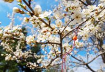 Честита Първа пролет!