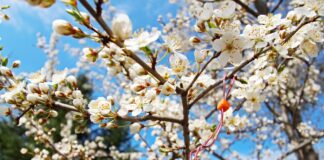 Честита Първа пролет!